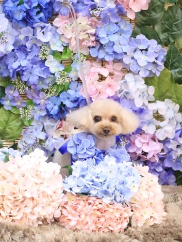 20250605こむぎちゃん